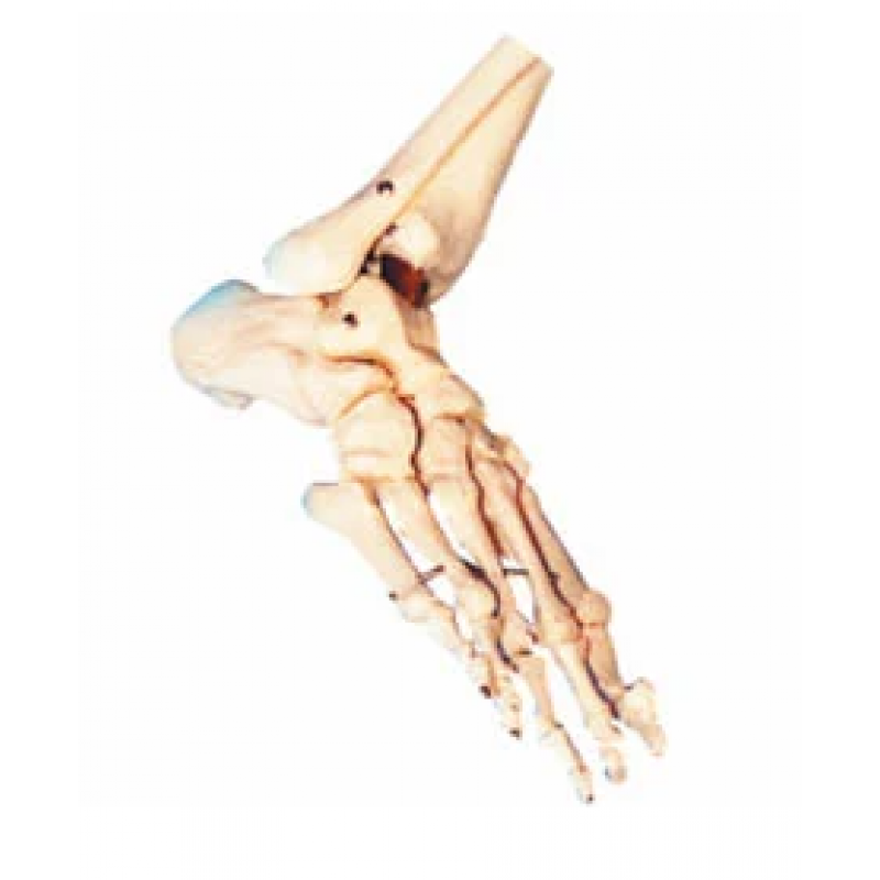 buy-foot-bone-anatomy-get-price-for-lab-equipment